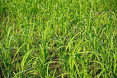 《英雄传说：界之轨迹》新角色情报公开 掌握故事关键走向