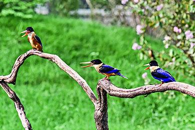 Key社麻枝准新作《绯染天空》中文版 将于2月10日正式上线